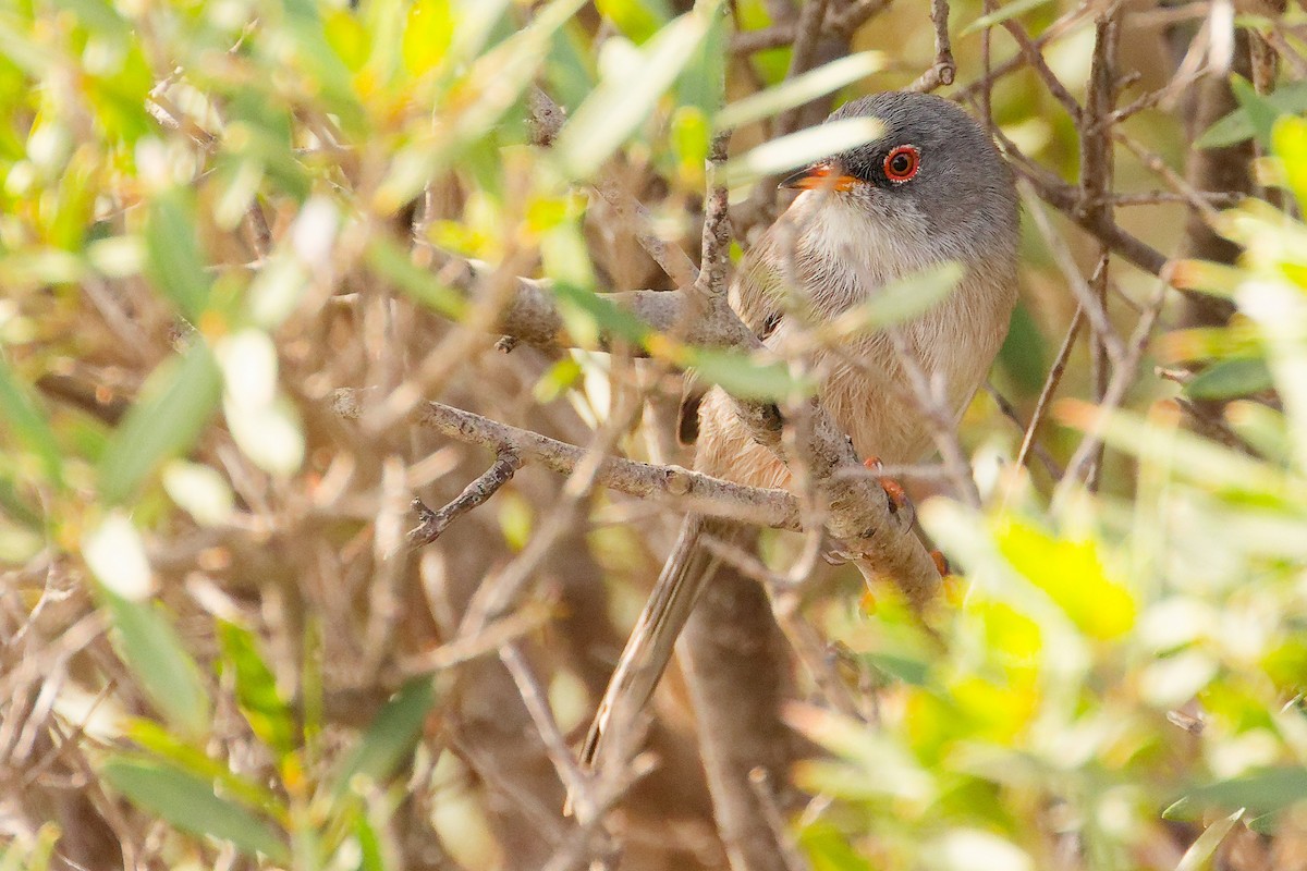 Balearic Warbler - ML642748975