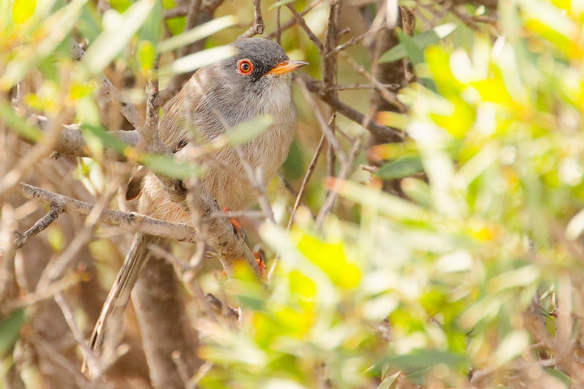 Balearic Warbler - ML642748976