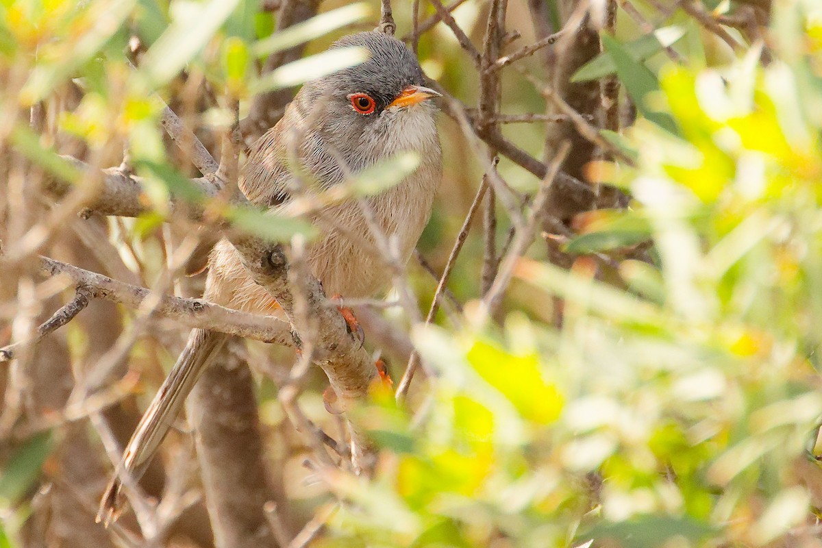 Balearic Warbler - ML642748977