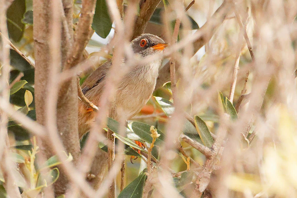 Balearic Warbler - ML642748978