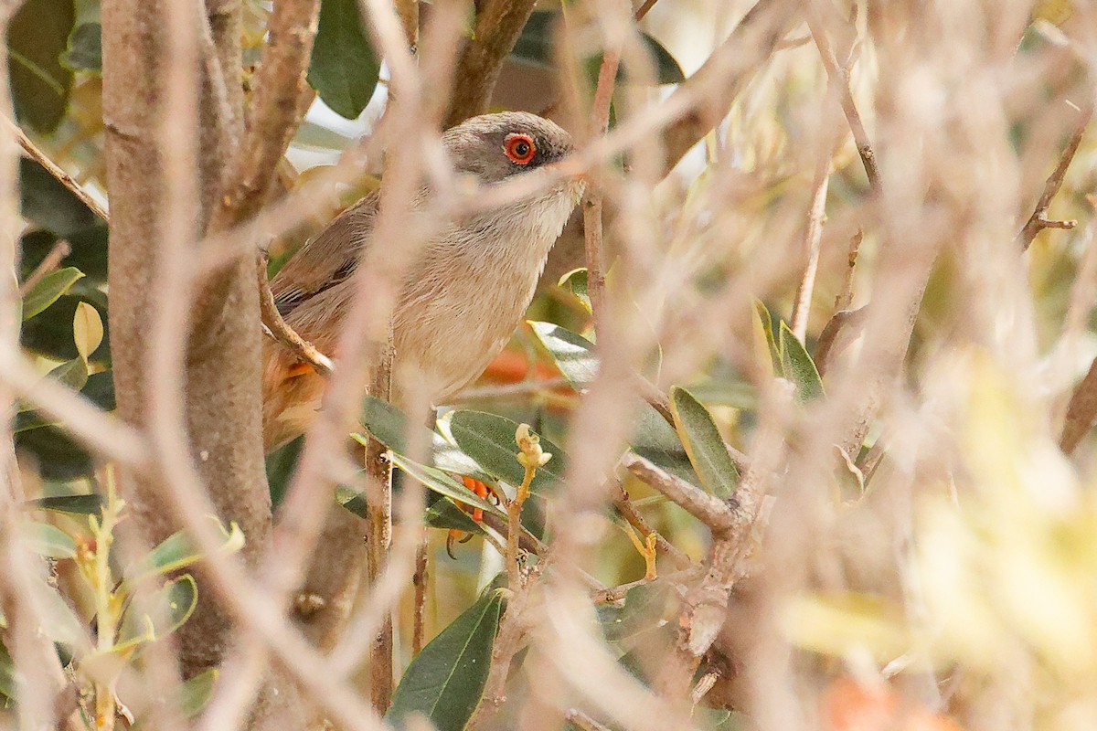 Balearic Warbler - ML642748980