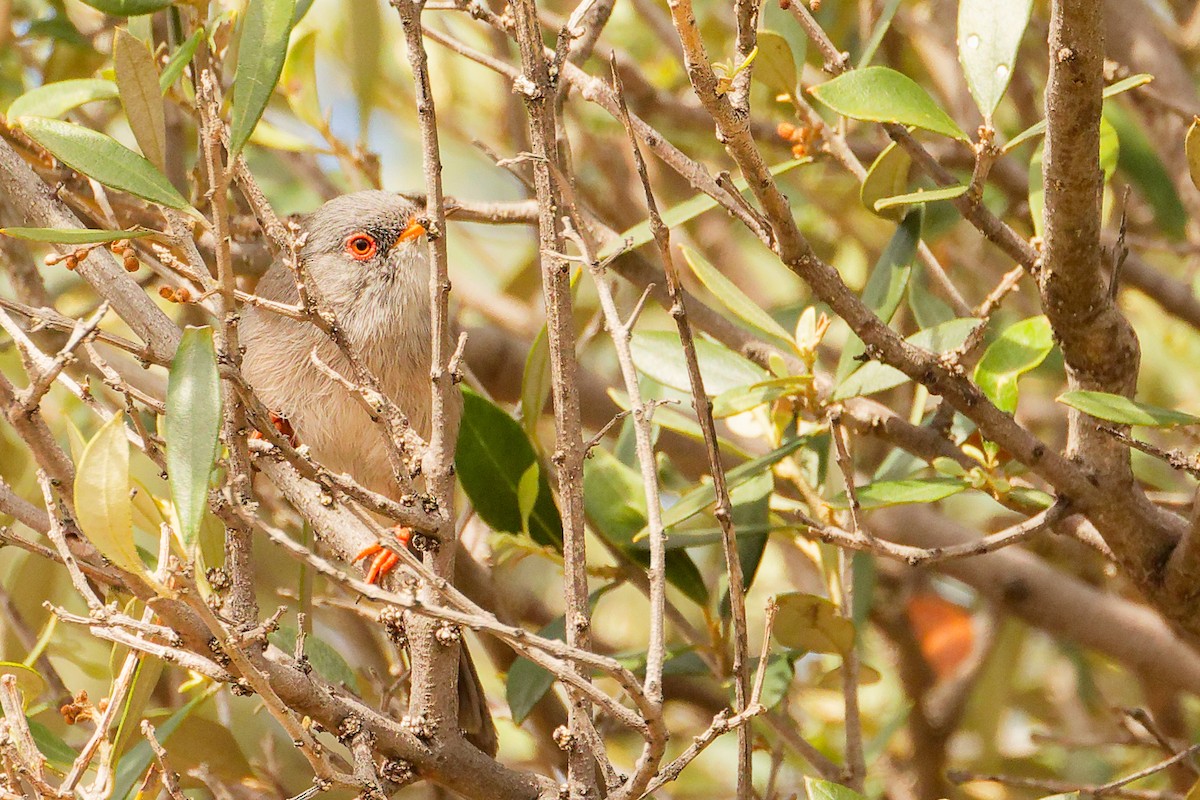 Balearic Warbler - ML642748981