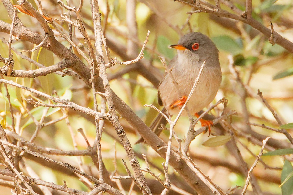 Balearic Warbler - ML642748982