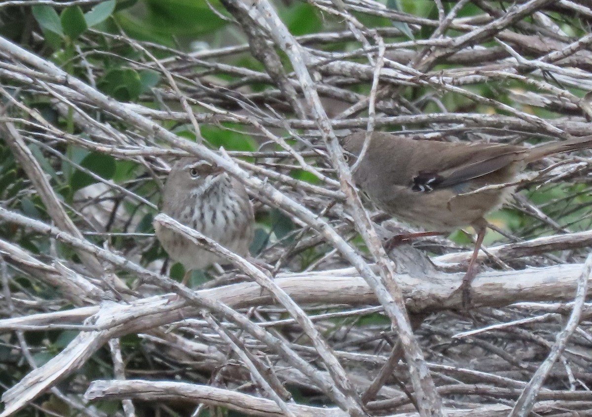 Spotted Scrubwren - ML642748983