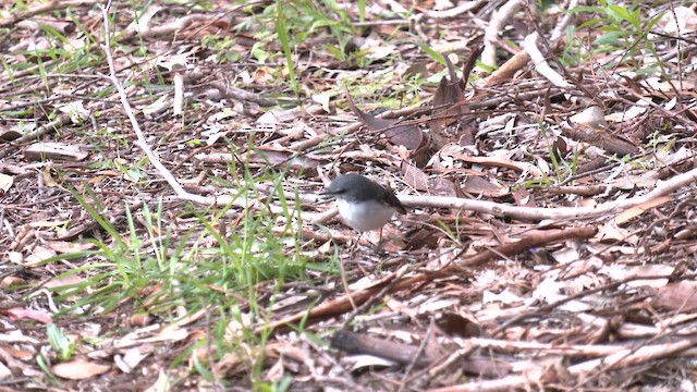 White-breasted Robin - ML642748987