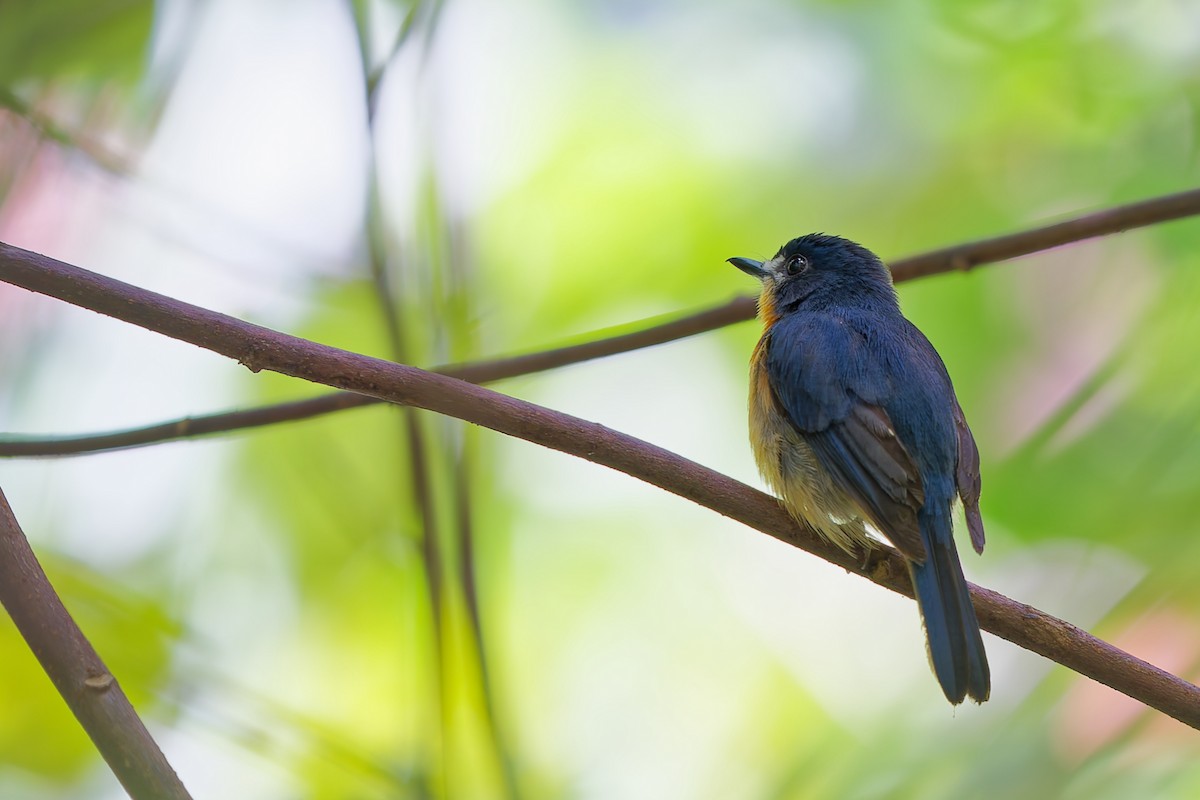 Mangrove Blue Flycatcher - ML642749028