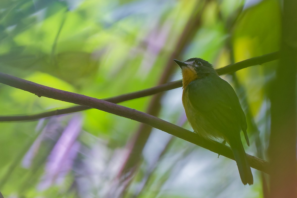 Mangrove Blue Flycatcher - ML642749029