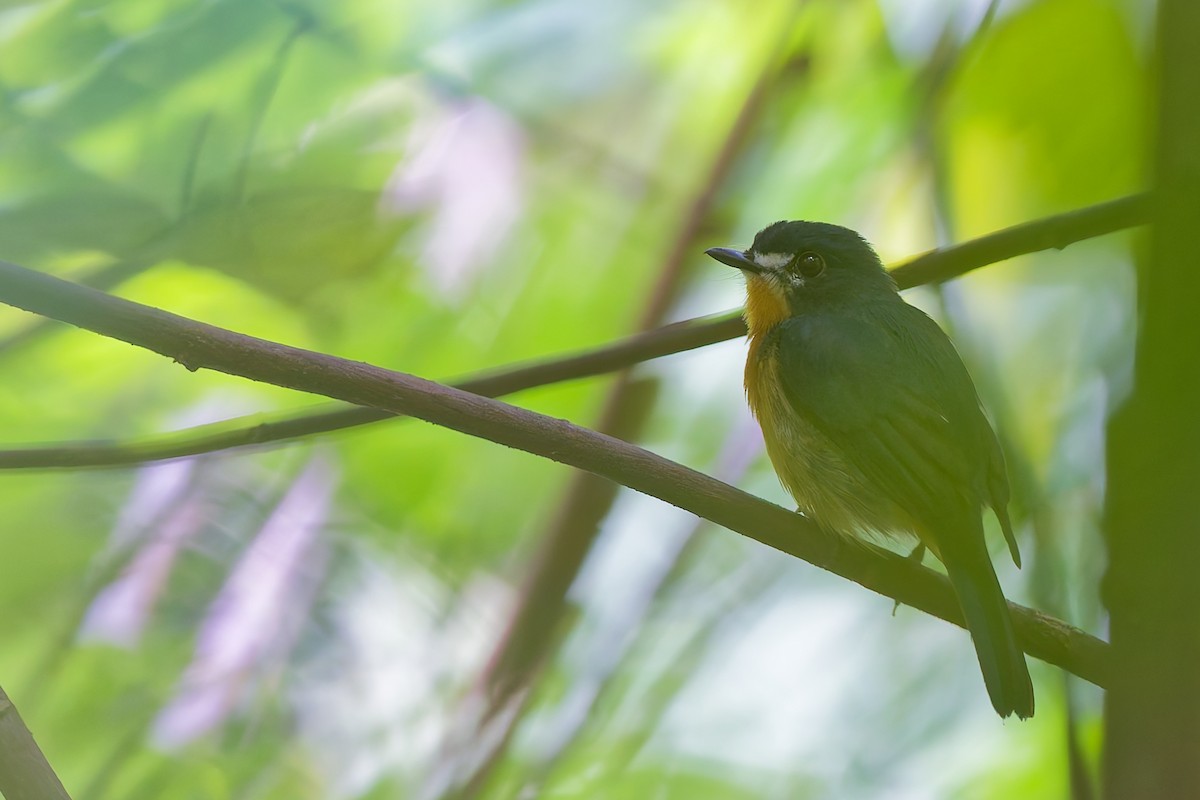 Mangrove Blue Flycatcher - ML642749030