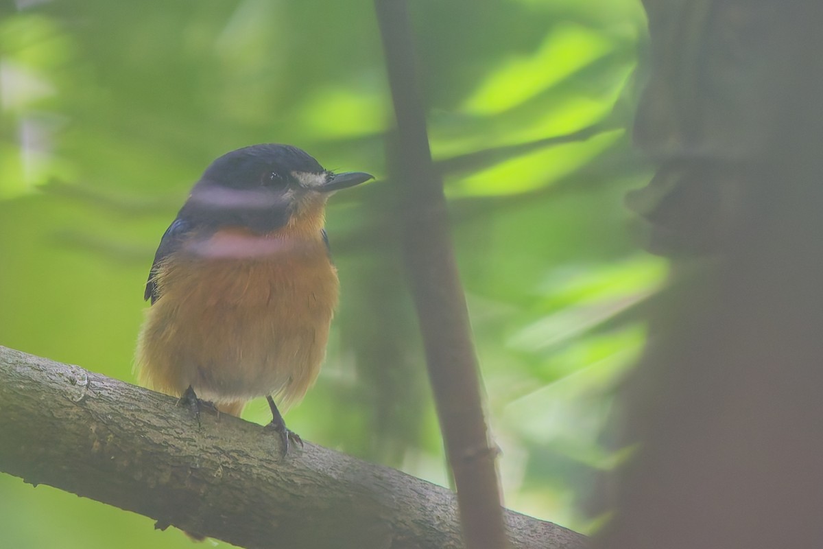 Mangrove Blue Flycatcher - ML642749031