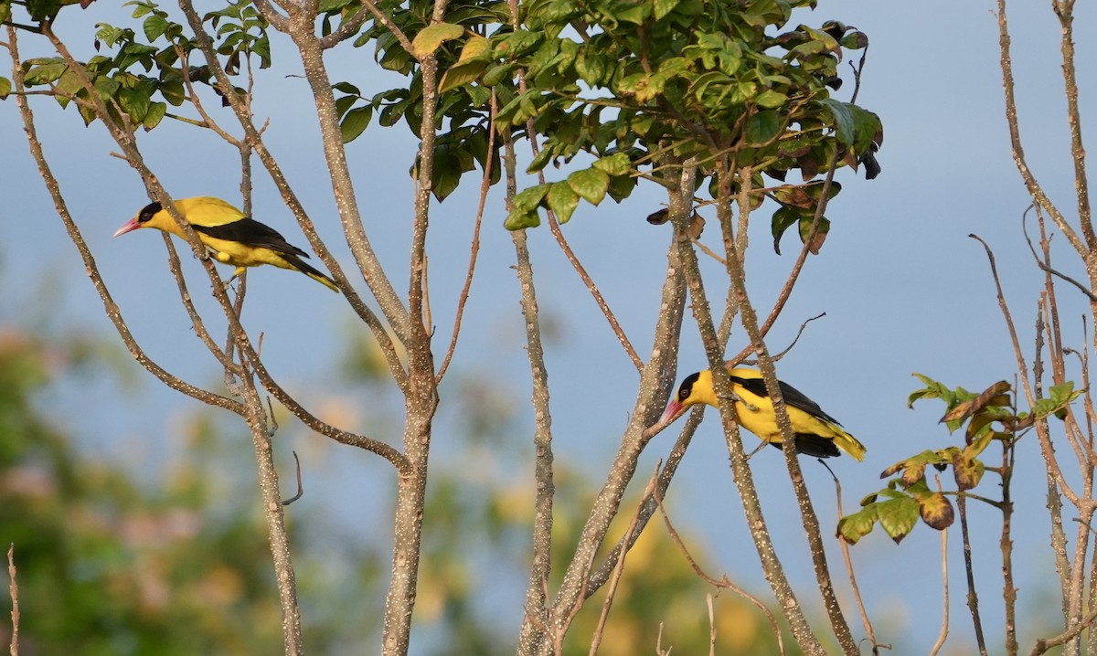 Black-naped Oriole - ML642749052