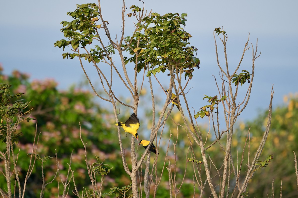 Black-naped Oriole - ML642749053