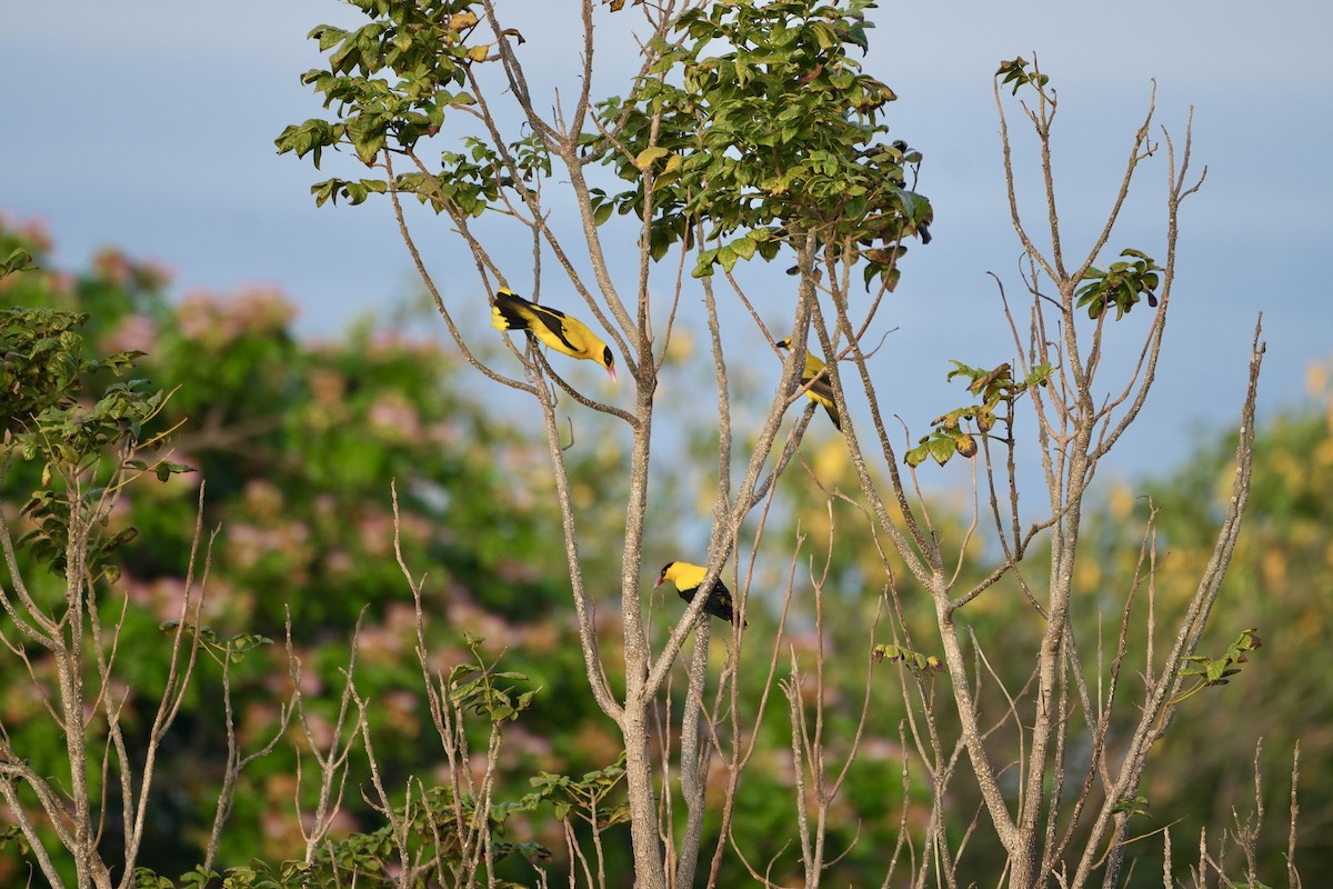 Black-naped Oriole - ML642749054