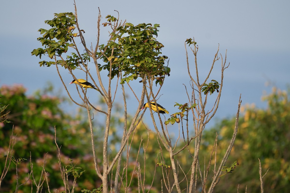 Black-naped Oriole - ML642749055