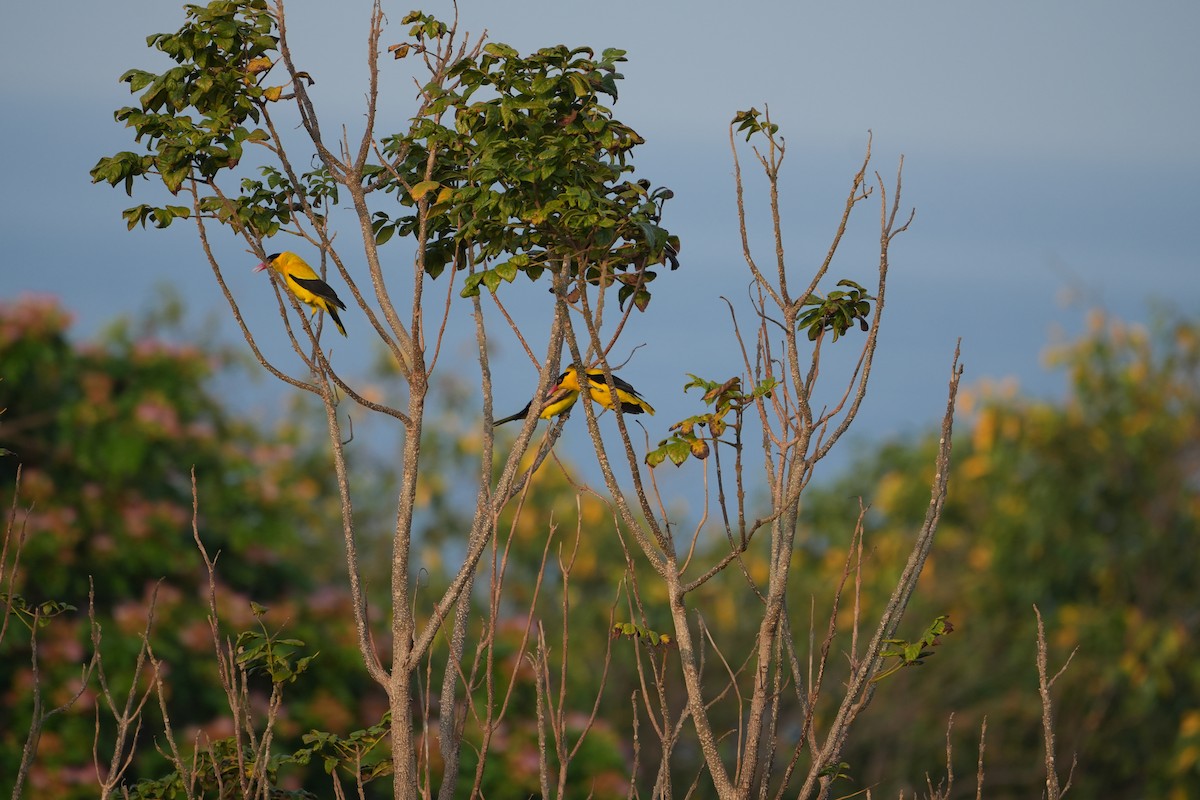 Black-naped Oriole - ML642749056