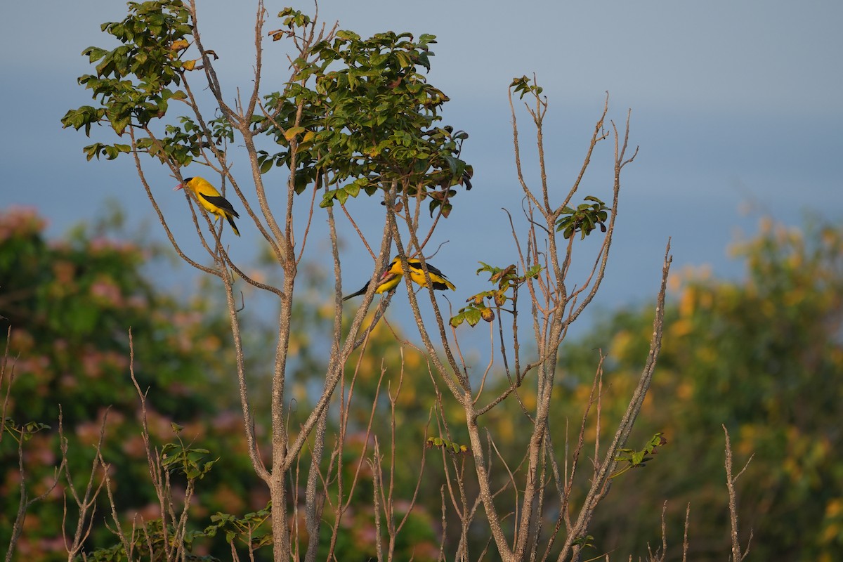 Black-naped Oriole - ML642749057