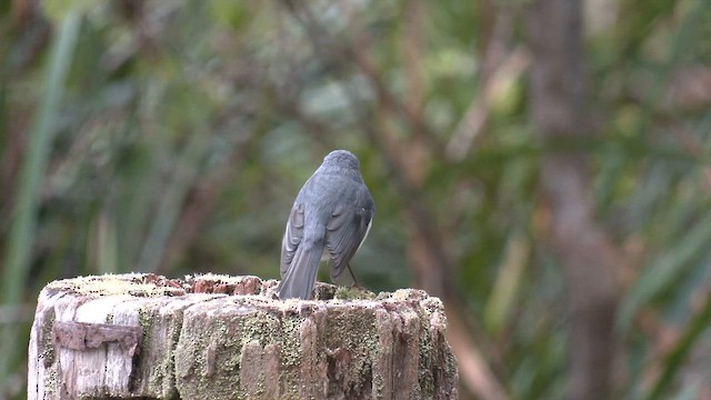 White-breasted Robin - ML642749059
