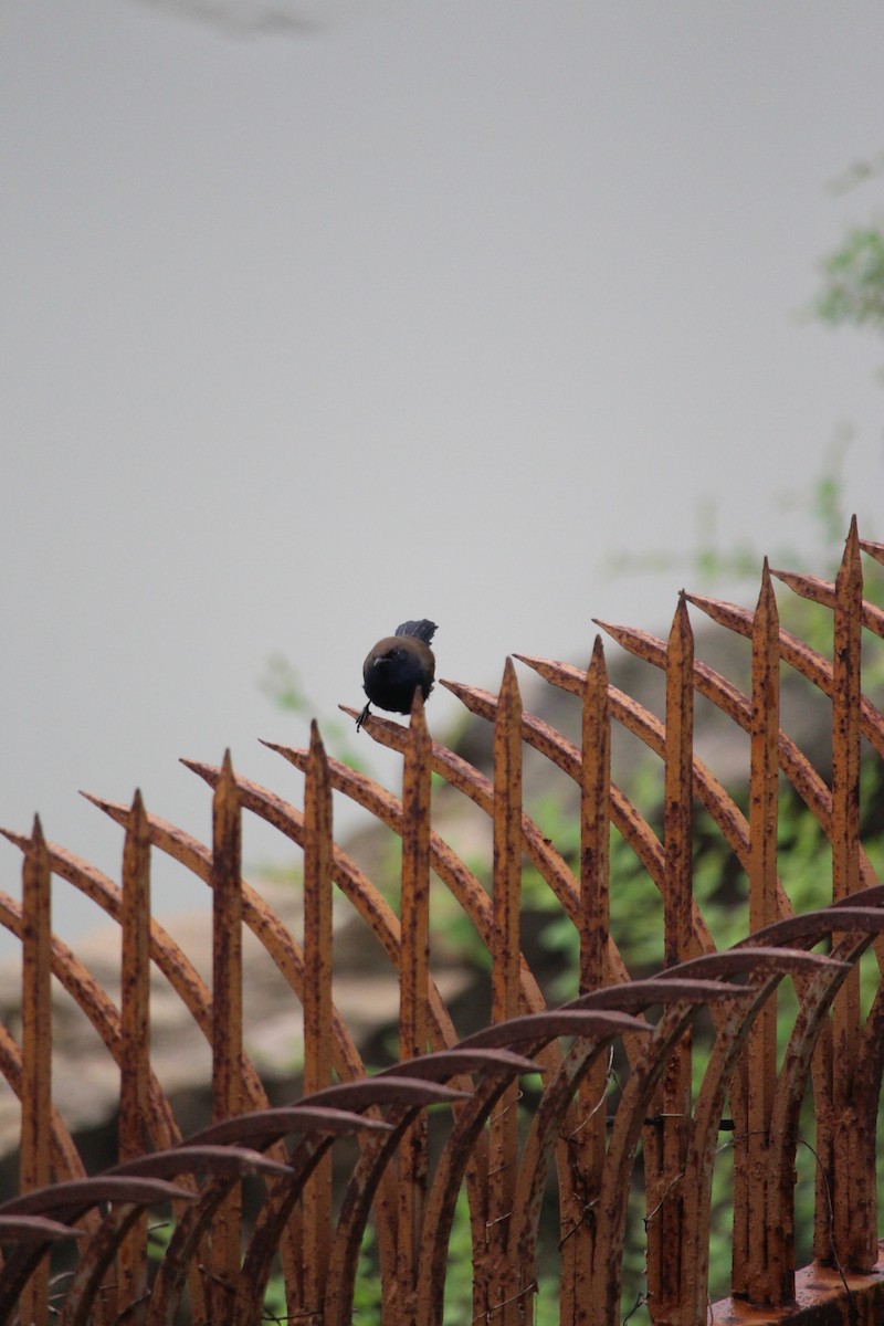 Indian Robin - ML642749100