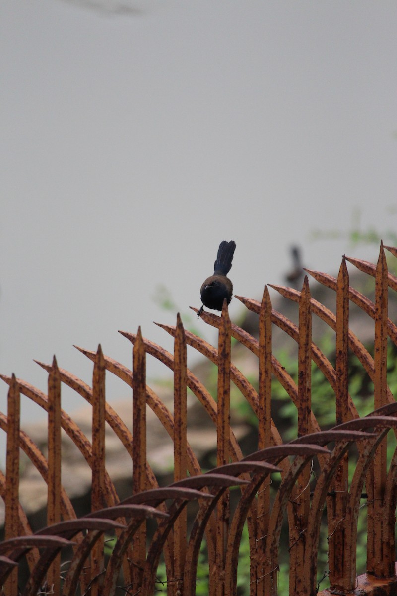 Indian Robin - ML642749101