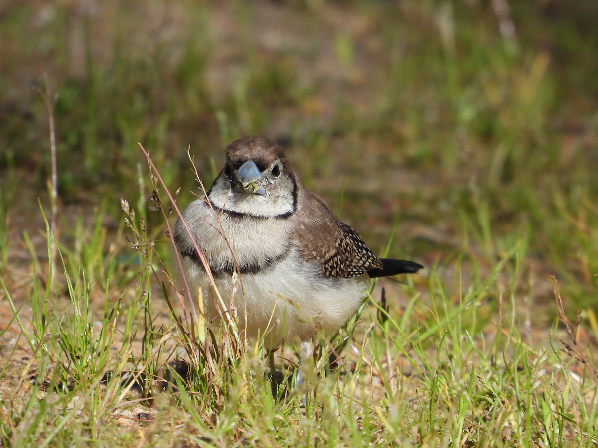Double-barred Finch - ML642749108