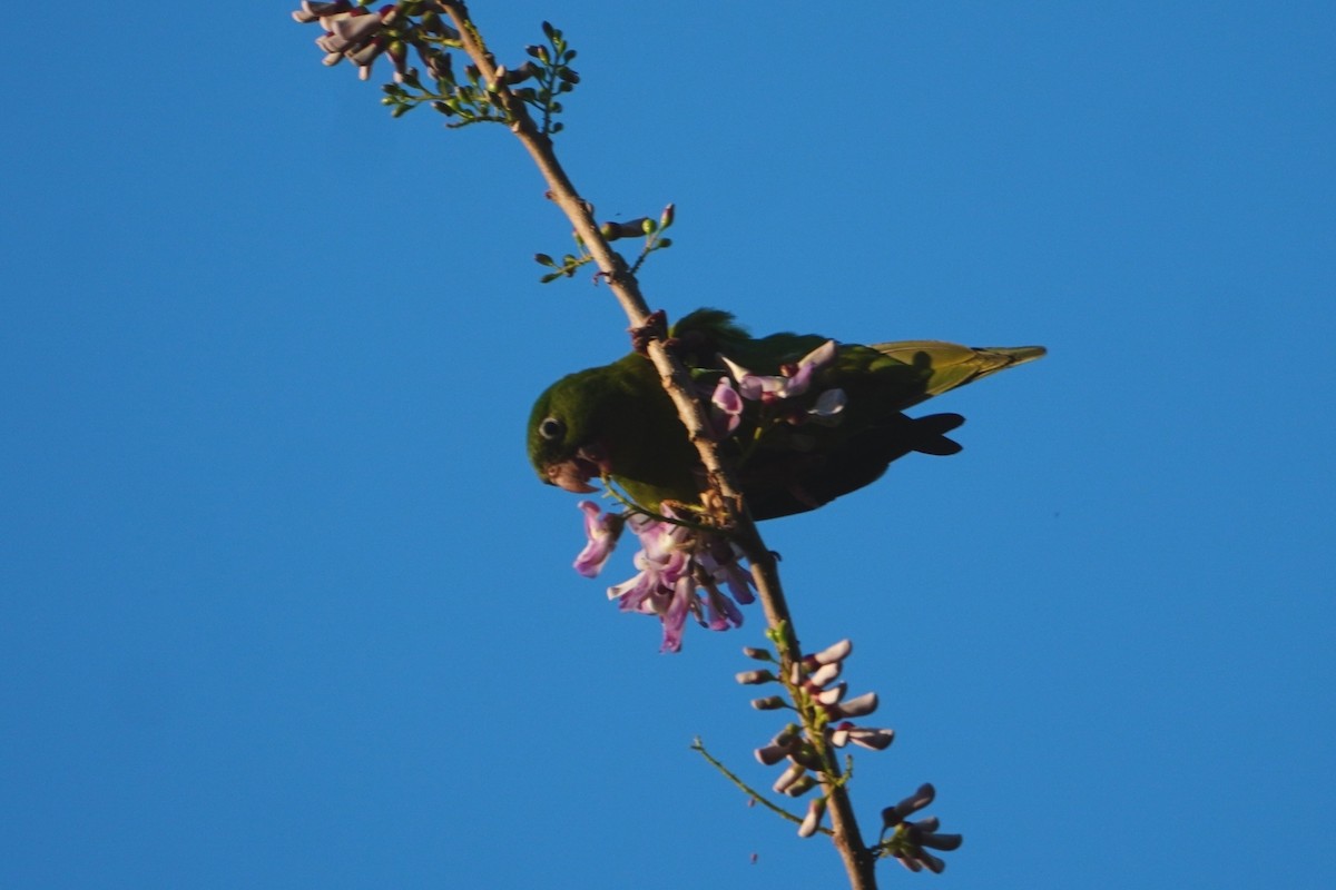 Orange-chinned Parakeet - ML642749114