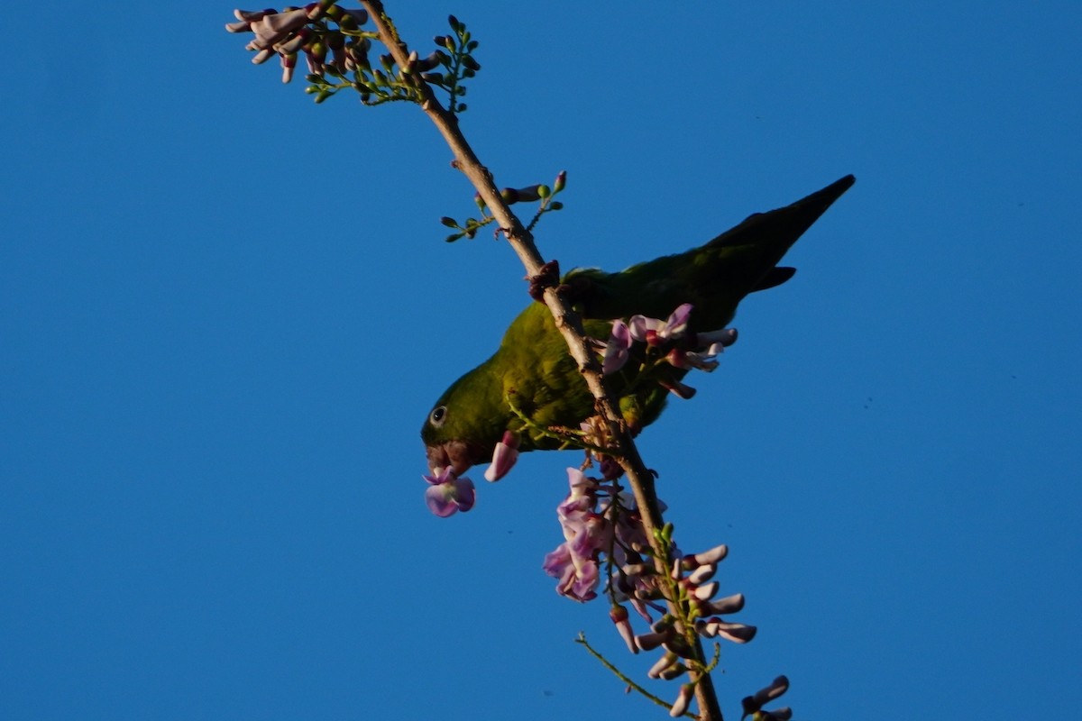 Orange-chinned Parakeet - ML642749115