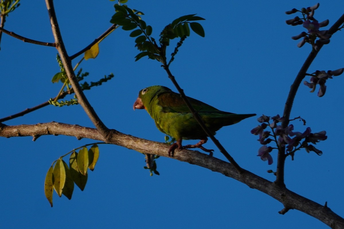Orange-chinned Parakeet - ML642749116