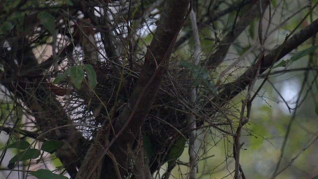 Red Wattlebird - ML642749122