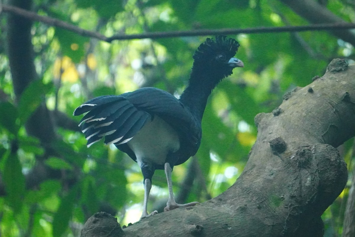 Blue-billed Curassow - ML642749152