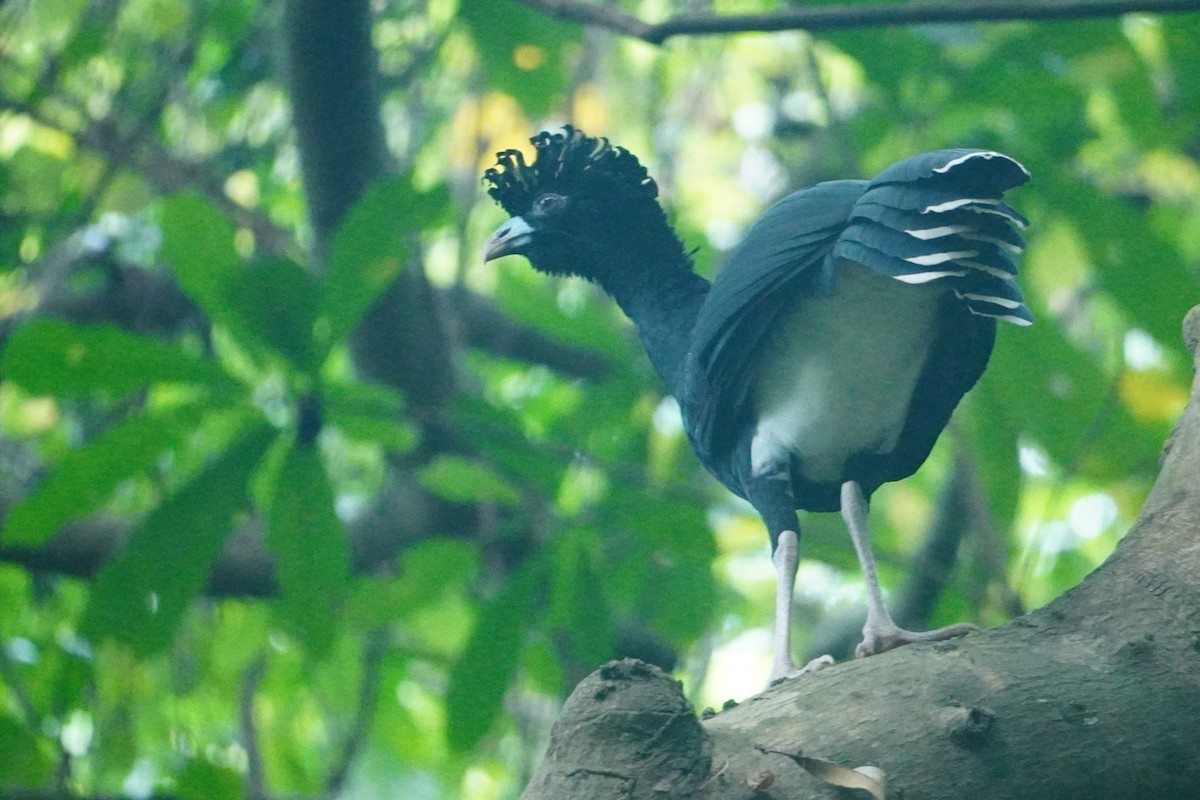Blue-billed Curassow - ML642749153