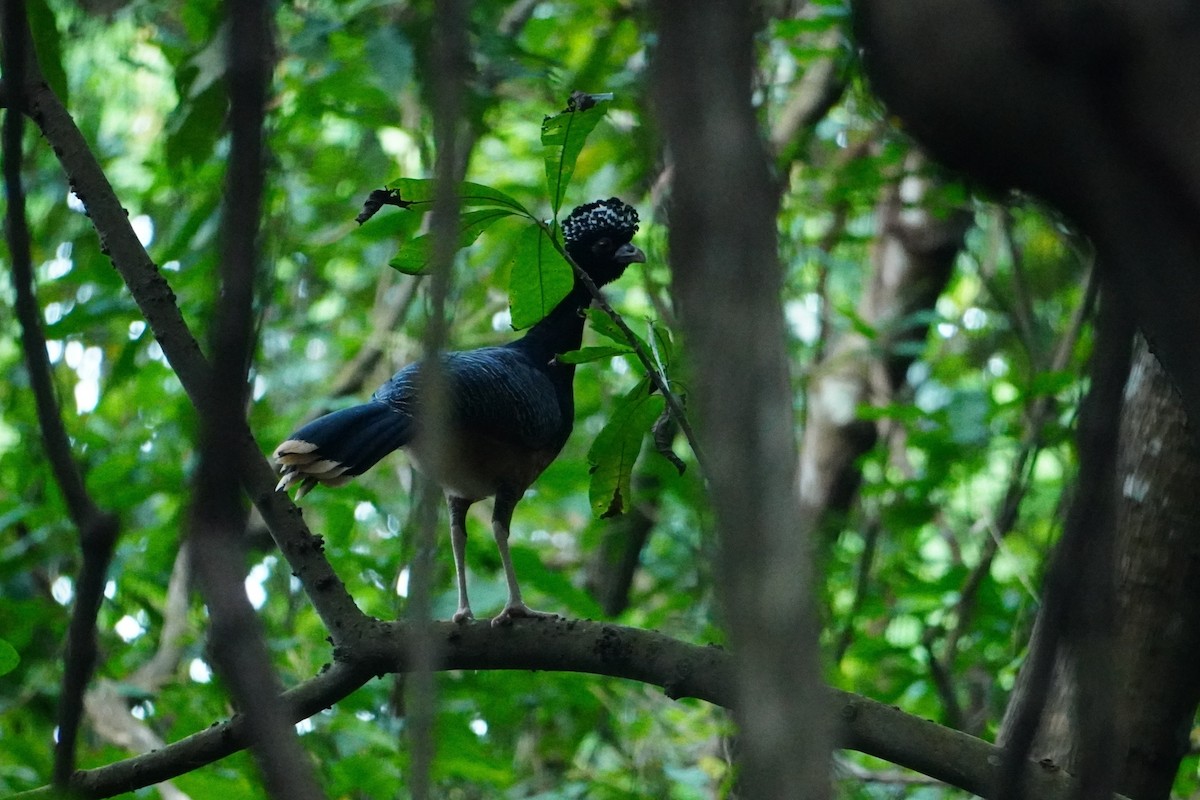 Blue-billed Curassow - ML642749154
