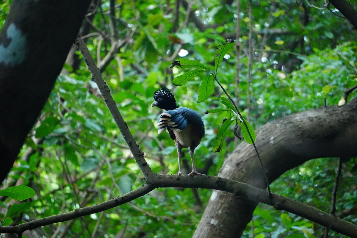 Blue-billed Curassow - ML642749155