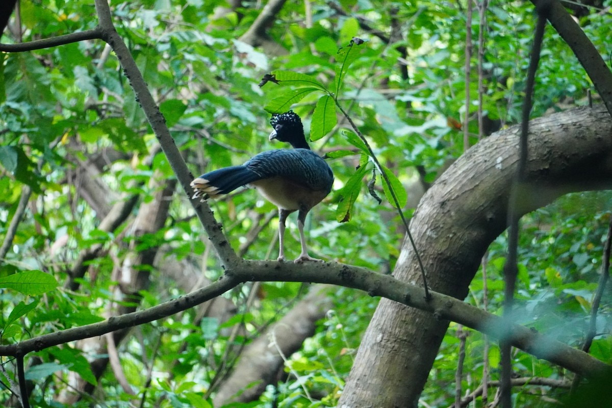 Blue-billed Curassow - ML642749156