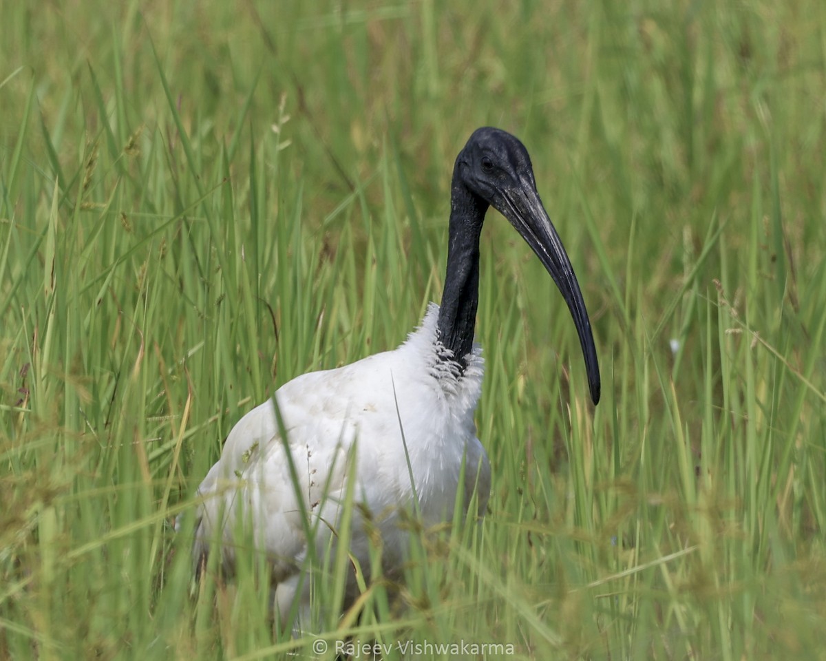 ibis černohlavý - ML642749176