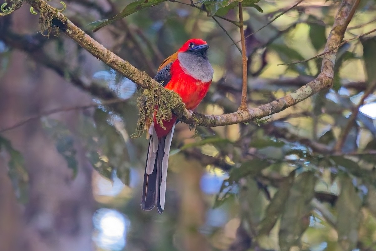 Trogón de Borneo - ML642749189