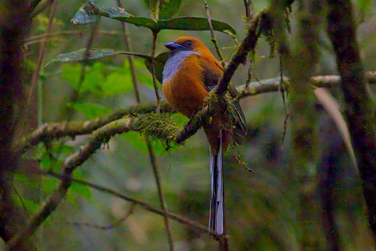 Trogón de Borneo - ML642749190