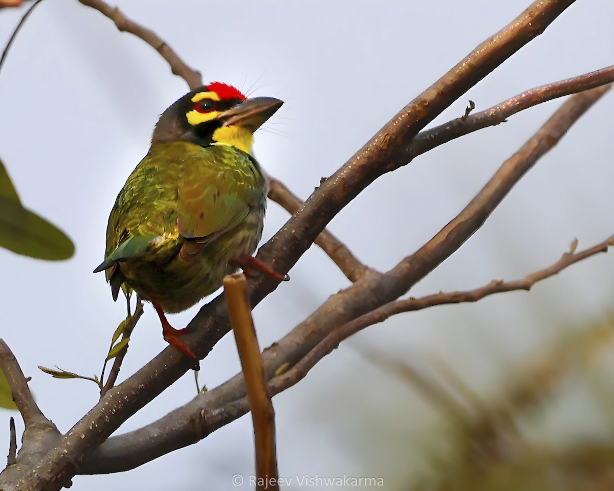 barbet zvučnohlasý - ML642749191