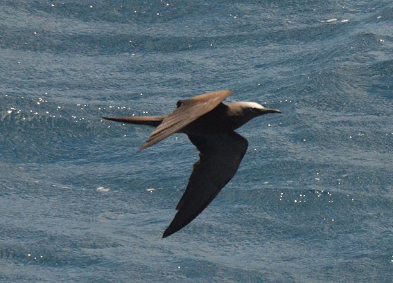 Brown Noddy - ML642749215