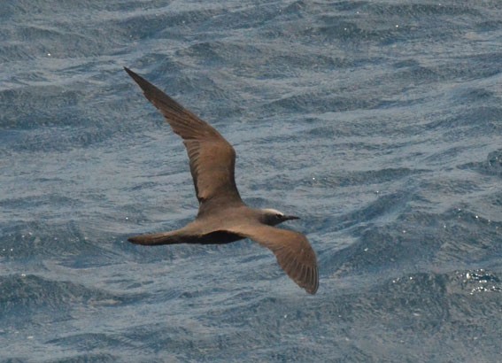 Brown Noddy - ML642749217
