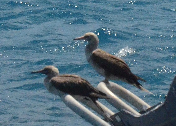 Red-footed Booby - ML642749240