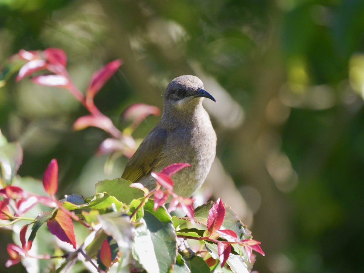 Dark-brown Honeyeater - ML642749242