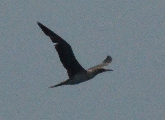 Red-footed Booby - ML642749243