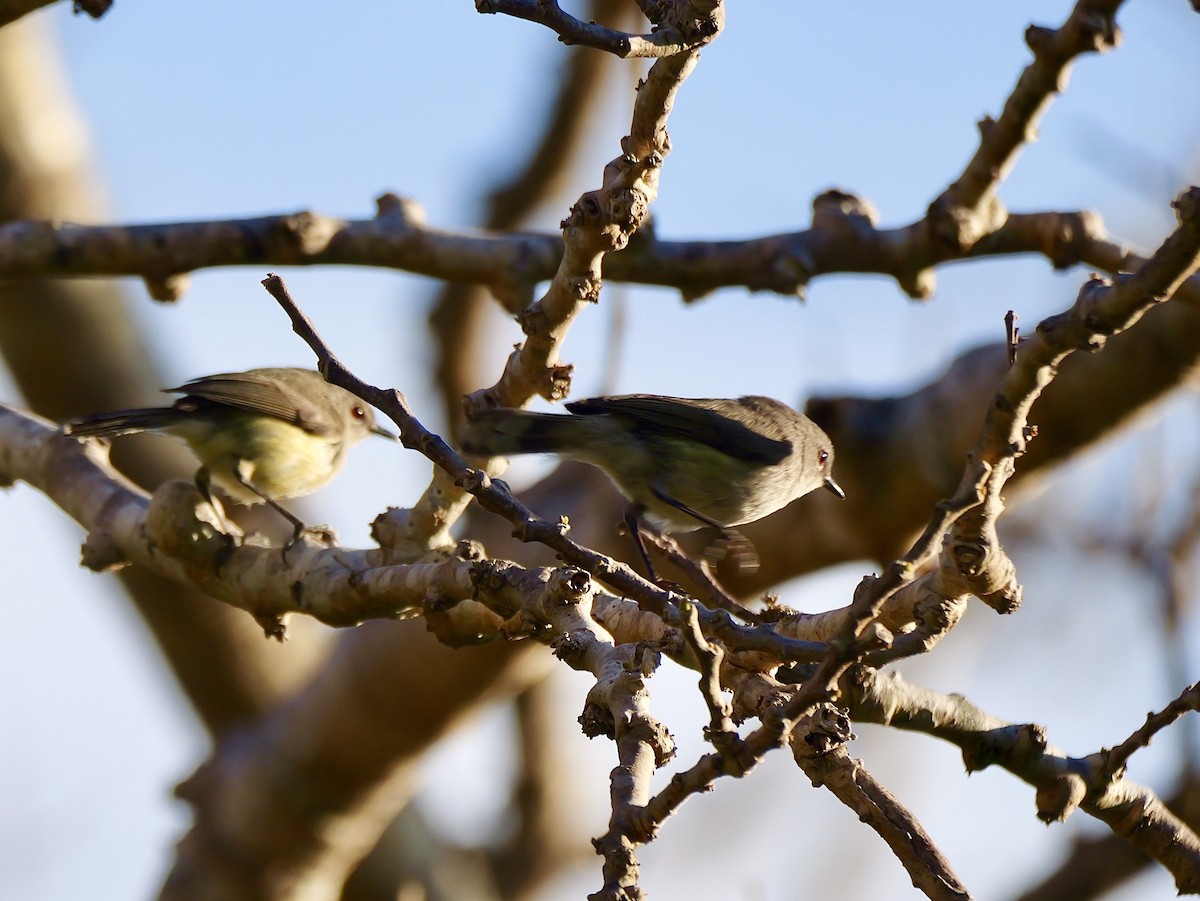 Fan-tailed Gerygone - ML642749248