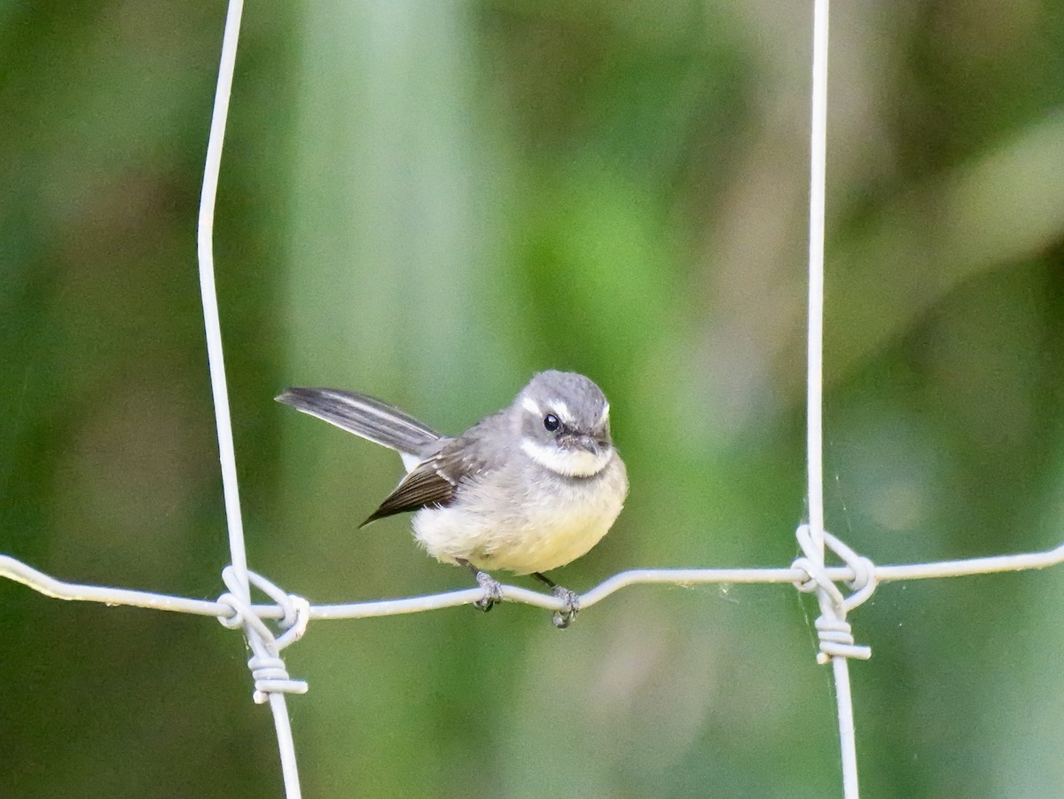 Gray Fantail - ML642749261