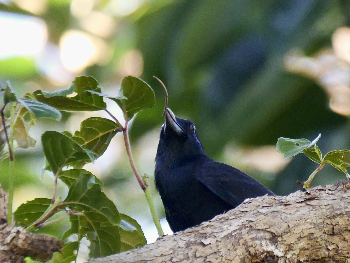 Corbeau calédonien - ML642749263