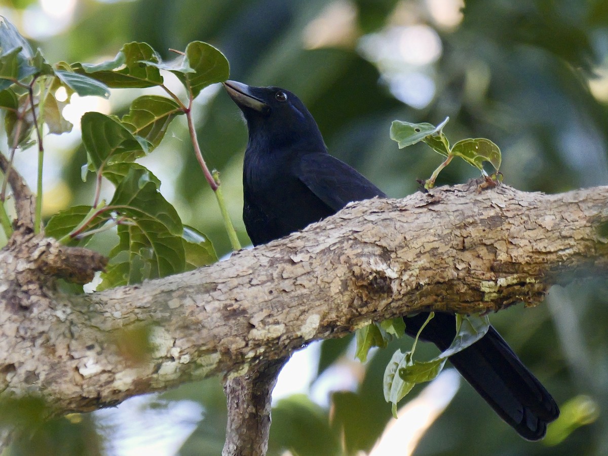 Corbeau calédonien - ML642749264