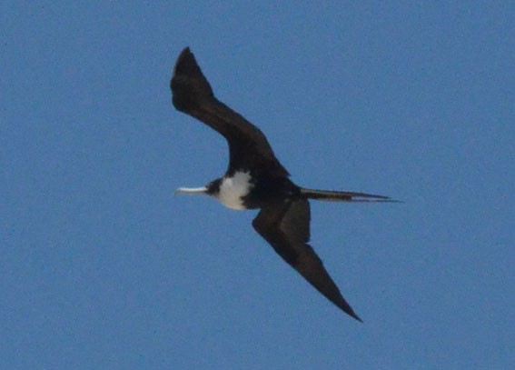 Great Frigatebird - ML642749266