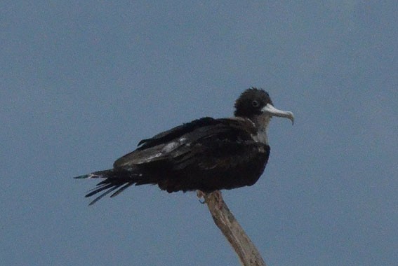 Great Frigatebird - ML642749271