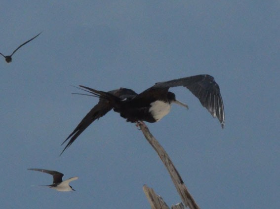 Great Frigatebird - ML642749275