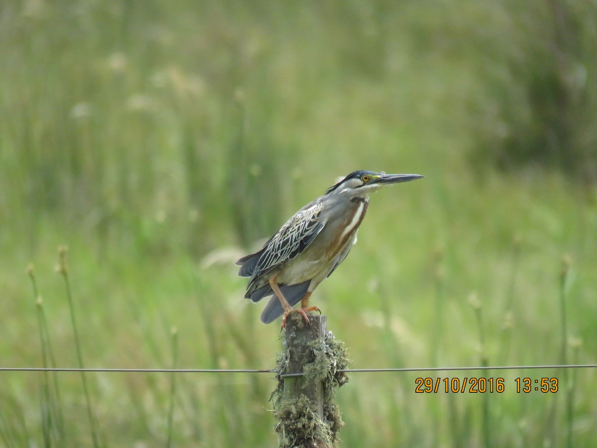 Striated Heron (South American) - ML642749290