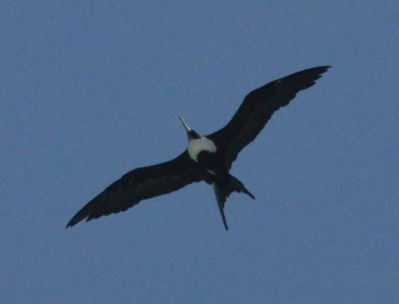 Great Frigatebird - ML642749291